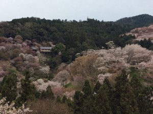 中千本の桜2